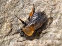 Andrena clarkella.jpg